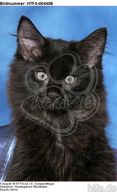 Norwegische Waldkatze Kätzchen / norwegian forestcat kitten / HTFA-004408