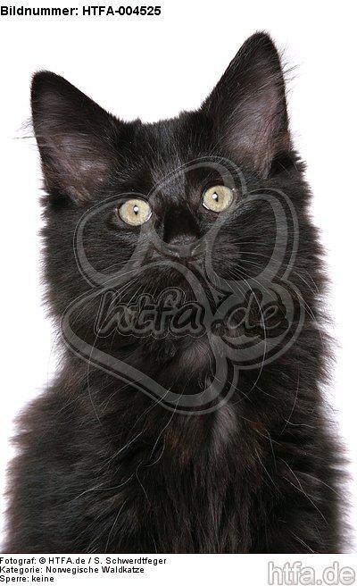 Norwegische Waldkatze Kätzchen / norwegian forestcat kitten / HTFA-004525