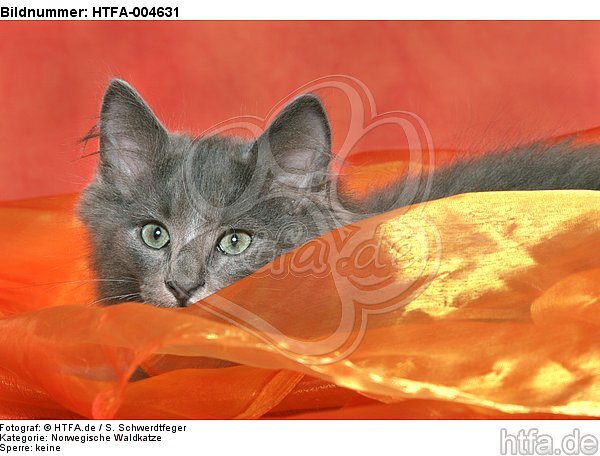 Norwegische Waldkatze Kätzchen / norwegian forestcat kitten / HTFA-004631