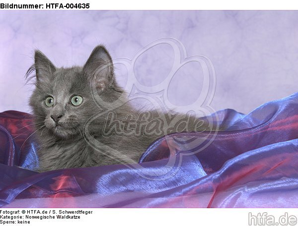 Norwegische Waldkatze Kätzchen / norwegian forestcat kitten / HTFA-004635