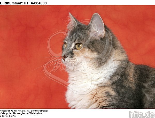 Norwegische Waldkatze / norwegian forestcat / HTFA-004660