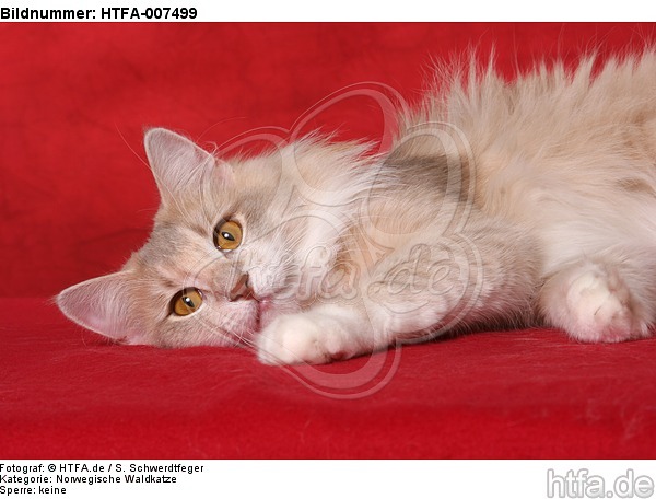 Norwegische Waldkatze / norwegian forestcat / HTFA-007499