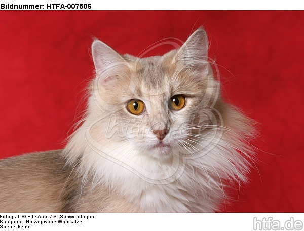 Norwegische Waldkatze / norwegian forestcat / HTFA-007506