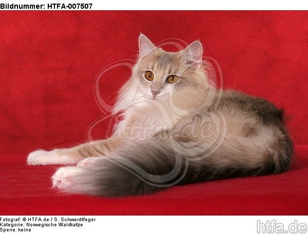 Norwegische Waldkatze / norwegian forestcat / HTFA-007507