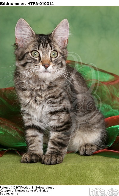 sitzendes Norwegisches Waldkätzchen / sitting Norwegian Forestcat kitten / HTFA-010314