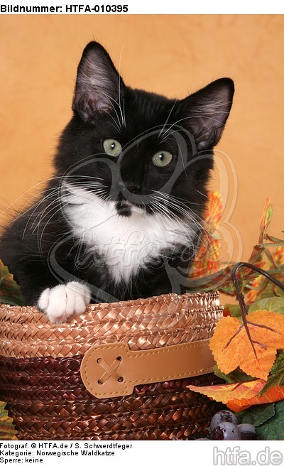 Norwegisches Waldkätzchen Portrait / Norwegian Forestcat kitten portrait / HTFA-010395