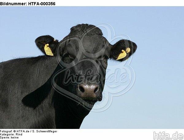 Rind Portrait / cattle portrait / HTFA-000356