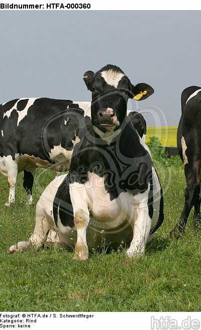 sitzendes Rind / sitting cattle / HTFA-000360