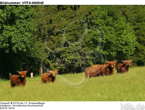 Schottische Hochlandrinder / highland cattles / HTFA-000945