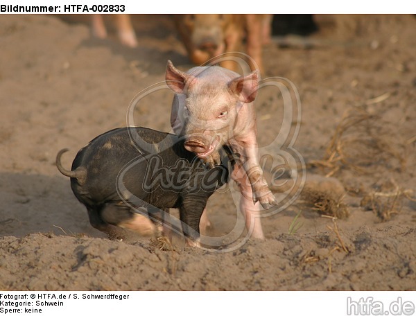 Ferkel / piglets / HTFA-002833