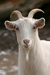 Hausziege / goat
