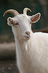 Hausziege / goat