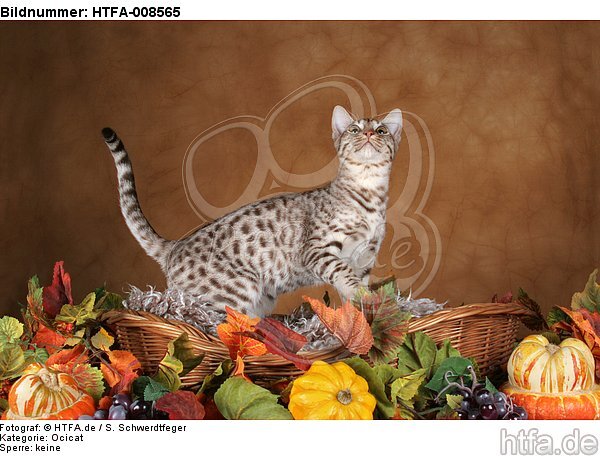 stehende Ocicat / standing Ocicat / HTFA-008565