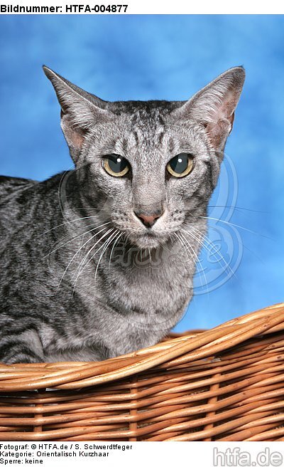 Orientalisch Kurzhaar / oriental shorthair / HTFA-004877