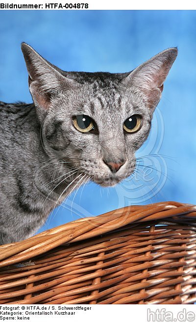 Orientalisch Kurzhaar / oriental shorthair / HTFA-004878