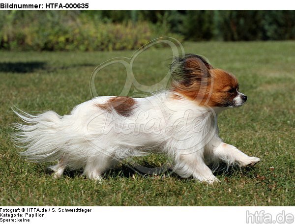 rennender Papillon / running Papillon / HTFA-000635