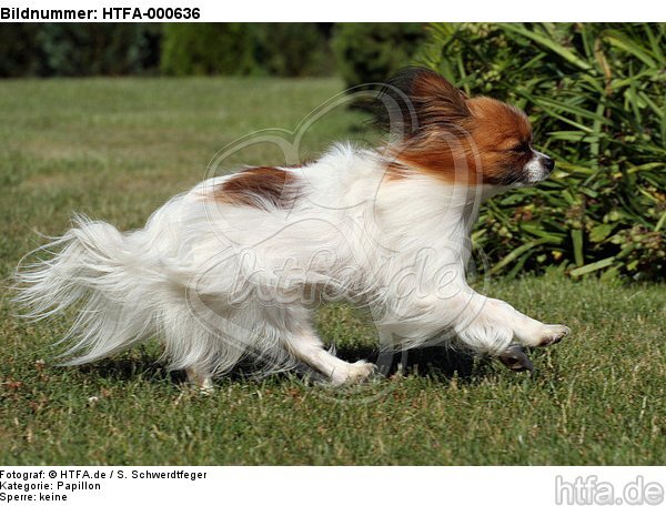 rennender Papillon / running Papillon / HTFA-000636