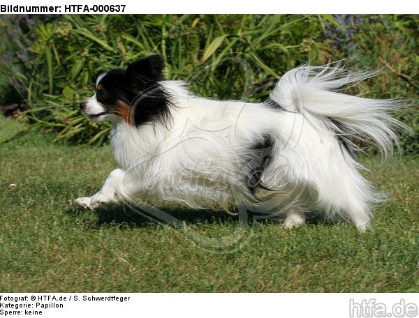 rennender Papillon / running Papillon / HTFA-000637