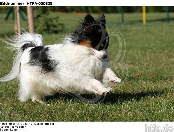 rennender Papillon / running Papillon / HTFA-000639