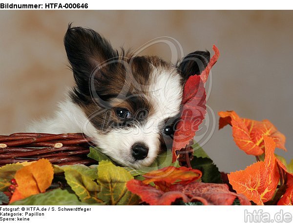 Papillon Welpe / papillon puppy / HTFA-000646