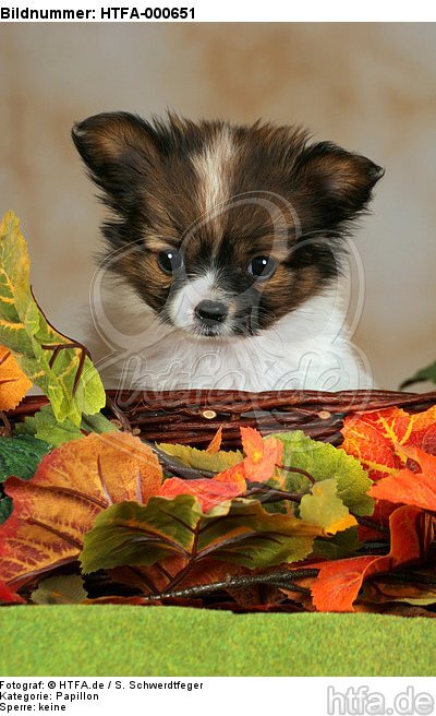 Papillon Welpe / papillon puppy / HTFA-000651