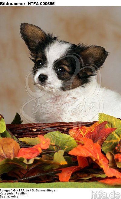 Papillon Welpe / papillon puppy / HTFA-000655