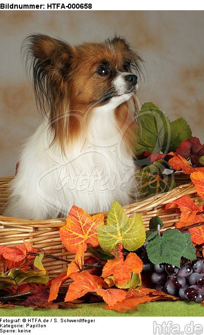 Papillon im Körbchen / papillon in basket / HTFA-000658