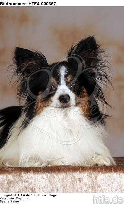 liegender Papillon / lying papillon / HTFA-000667