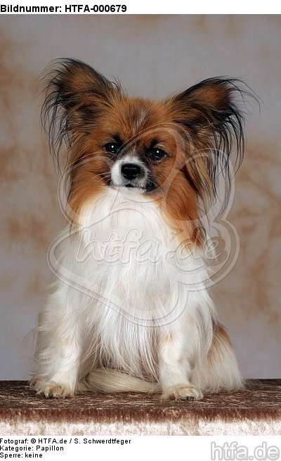 sitzender Papillon / sitting papillion / HTFA-000679