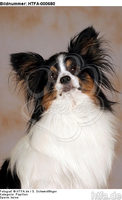 Papillon Portrait / HTFA-000680