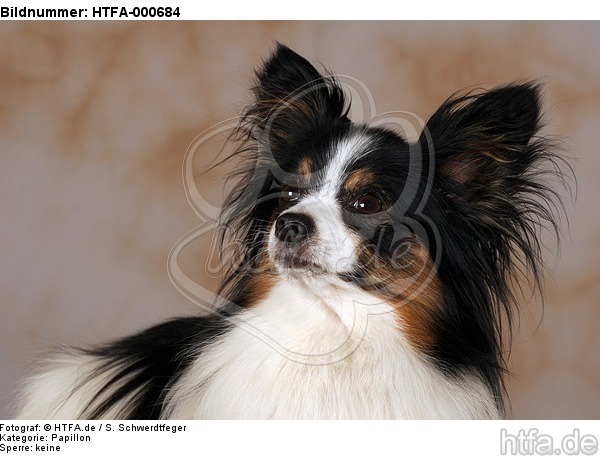 Papillon Portrait / HTFA-000684