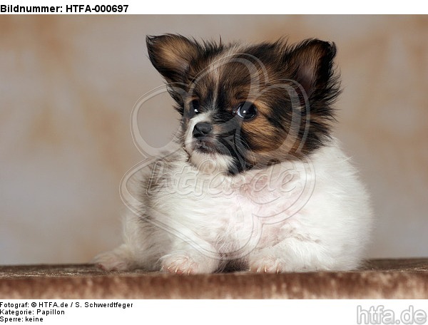 liegender Papillon Welpe / lying papillon puppy / HTFA-000697