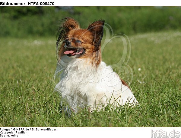 Papillon / HTFA-006470