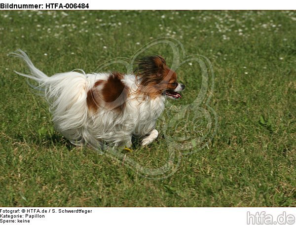 Papillon / HTFA-006484