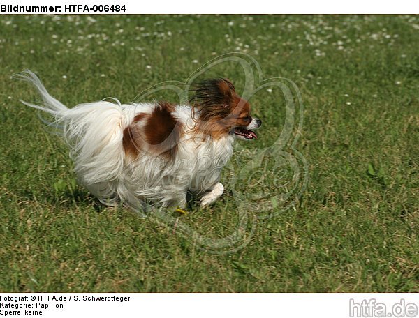 Papillon / HTFA-006484