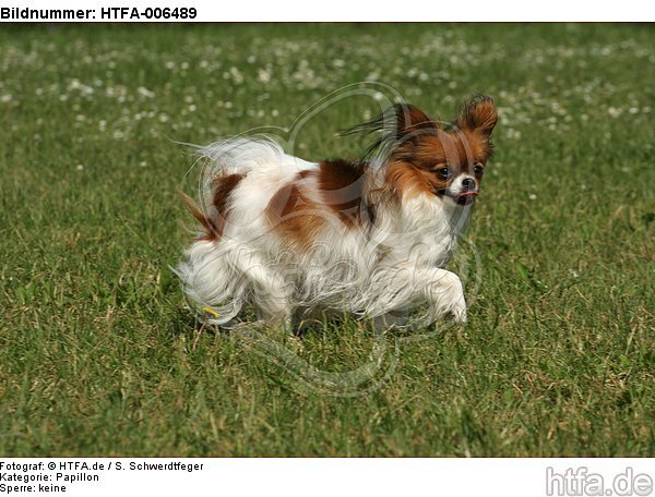 Papillon / HTFA-006489