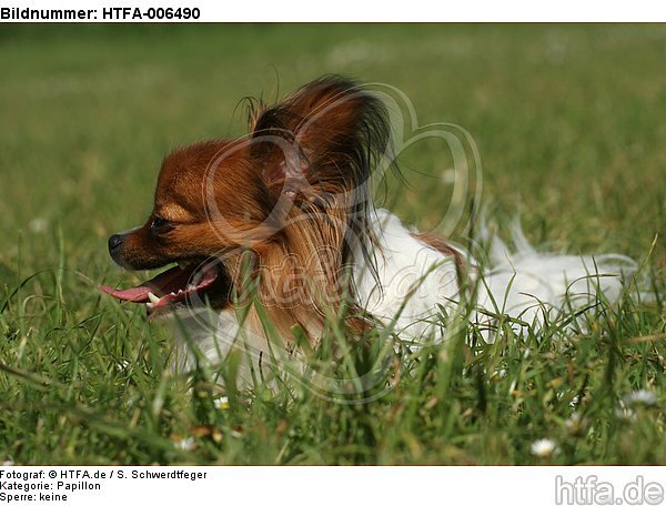 Papillon / HTFA-006490