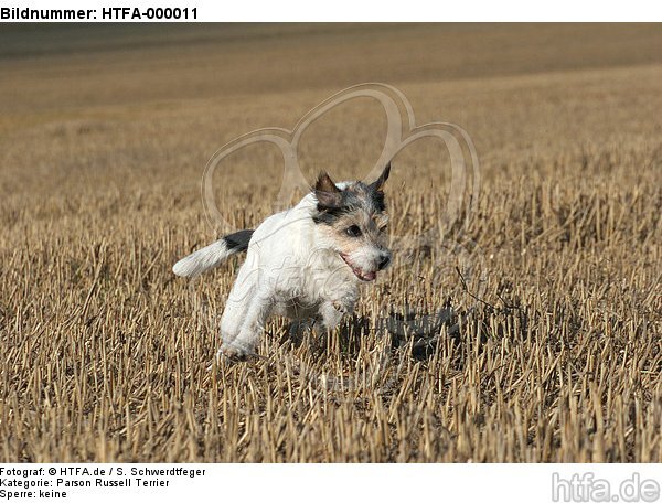 rennender Parson Russell Terrier / running PRT / HTFA-000011