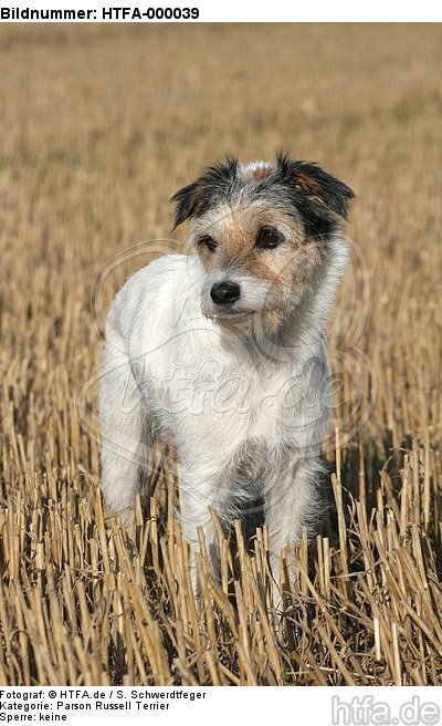 stehender Parson Russell Terrier / standing PRT / HTFA-000039