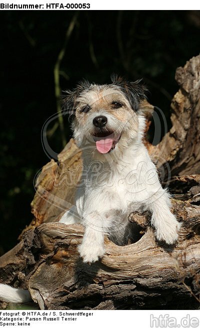 liegender Parson Russell Terrier / lying PRT / HTFA-000053