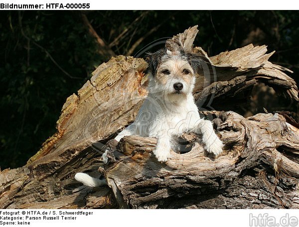 liegender Parson Russell Terrier / lying PRT / HTFA-000055