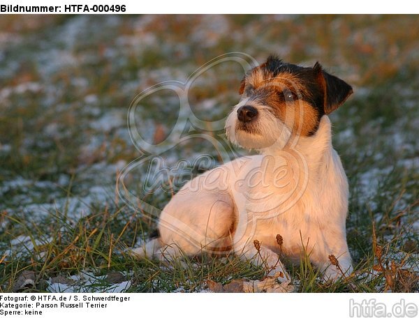 liegender Parson Russell Terrier im Abendlicht / lying PRT  / HTFA-000496