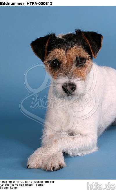 liegender Parson Russell Terrier / lying prt / HTFA-000613