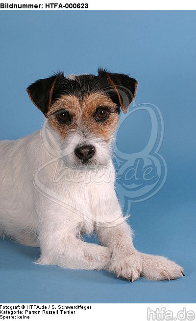 liegender Parson Russell Terrier / lying prt / HTFA-000623