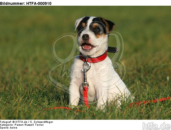 sitzender Parson Russell Terrier Welpe / sitting PRT puppy / HTFA-000910