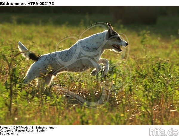 Parson Russell Terrier / HTFA-002173