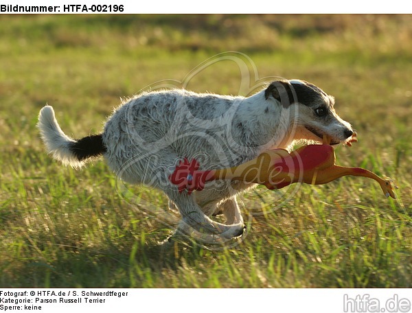 Parson Russell Terrier / HTFA-002196