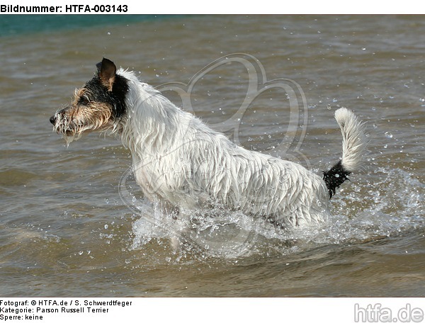 Parson Russell Terrier / HTFA-003143