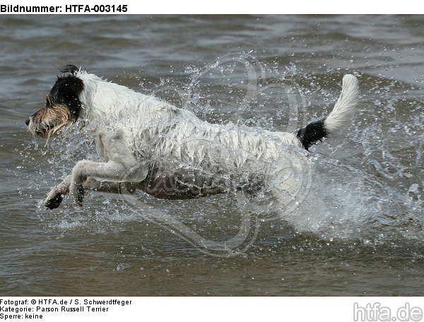 Parson Russell Terrier / HTFA-003145