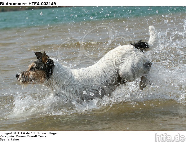 Parson Russell Terrier / HTFA-003149